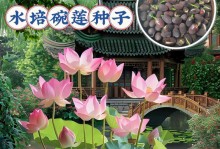 如何轻松去壳碗莲（掌握方法，让你品尝到鲜美莲蓉的滋味）