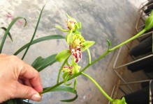 吊兰花——室内养护指南（了解吊兰的特点与注意事项，让家中环境更健康）