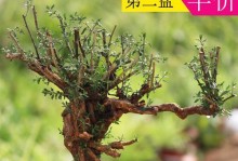 如何种植黑枸杞种子（详解黑枸杞种子的种植方法及注意事项）
