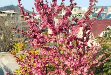 梅花生长的环境喜好及特点（寻找梅花的“家园”——梅花树喜欢的生长环境）