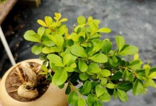 黄杨开花时间及花香特点（探秘黄杨的开花时间和独特的花香）