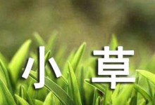 观小草，品自然（小草的样子和特点，近距离欣赏它们的美丽和魅力）