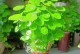 以瓶栽植物的养护指南（简便实用的瓶栽植物养护方法）