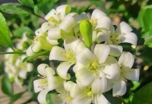 树莓喜阳还是喜阴？解读树莓的生长习性（探究树莓的生长环境选择与影响因素）