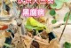 秋天天竺葵叶子发黄的原因及应对措施（秋天养护天竺葵，让它度过凛冽寒冬）