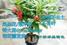 冬季凤仙花的浇水技巧（让你的凤仙花在寒冷的冬季保持健康美丽）