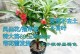 冬季凤仙花的浇水技巧（让你的凤仙花在寒冷的冬季保持健康美丽）