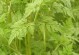 胡萝卜：从种植到营养全面解读