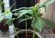 凤仙花种子发芽时间及方法详解（种植凤仙花，先知道几天发芽的秘密！）