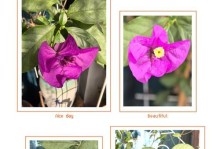 三角梅怎么不开花呢？（探究三角梅不开花的原因与解决方法）