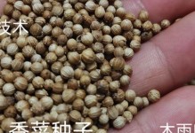 香菜种子怎么快速催芽（让你的香菜种子快速生长，享受绿色健康）