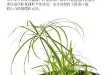 水竹养护全攻略（冬季注意事项，让你的水竹茁壮成长）