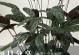 竹芋飞羽叶干枯现象探究（竹芋飞羽叶干枯的原因及解决方法）