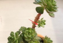 如何有效养护以蒂亚，让它始终保持出色状态（以蒂亚养护秘籍，让您的爱车焕发新生）