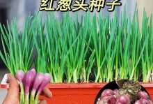 蒜收获时间与采收方法（如何在最佳时机采摘新鲜的蒜？）