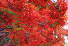 红枫树花开的美丽景象（红枫树花的特点及欣赏方法）