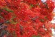 红枫树花开的美丽景象（红枫树花的特点及欣赏方法）