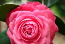 家人情深（以家人为主题的花语）