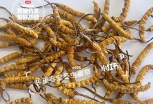 虫草生长温度（寻找最适合虫草生长的温度范围）