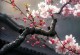 何种花代表放弃的爱？（探寻花语中的失落与坚强）