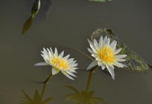 百合花喜水，优雅端庄（深入了解百合花的生长习性与养护技巧）