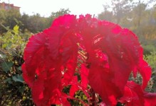 以老来少花，晚年生活无忧（聪明理财，实现财务自由）
