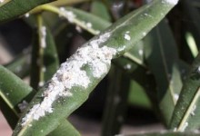 蚧虫如何消除？（有效清除人体上的蚧虫）