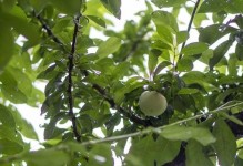 探究李子树的生长特点与果实产量（从树干到果实，揭秘李子树的成长秘密）