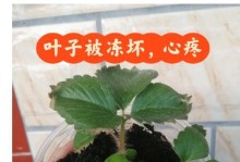 草莓不结果怎么办？（15个实用方法帮你解决草莓不结果的难题）