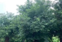国槐的生长环境条件和特点（了解国槐的适宜生长条件和独特特征，保护它们的生存环境）