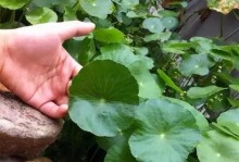 铜钱草怎么耷拉叶？（了解铜钱草叶子耷拉的原因和处理方法）