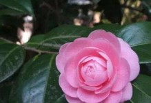 茶花催花时间和方法（如何在适当的时间内催开茶花）