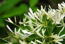 夜来香开花时间的奥秘（探秘夜来香的开花时间，解读其生命密码）