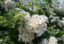 楼顶绿化之最佳选择——适合种植的植物种类（打造生态屋顶，从选择植物开始）