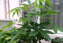 发财树耐寒能力分析（冬季温度低，发财树是否需要保暖？）