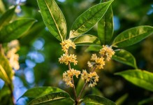 如何繁殖桂花树？（方法与注意事项）