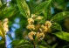 如何繁殖桂花树？（方法与注意事项）
