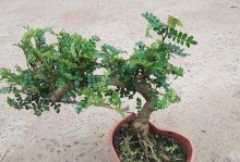 胡椒木喜阳光（探秘胡椒木的种植、养护和用途）