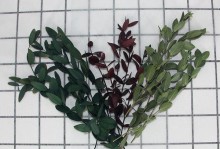 尤加利种植技巧——打造茂盛的尤加利树林