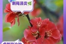 刺梅养护小技巧（打造迷人花园，从刺梅开始）
