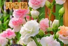 玫瑰种植的技巧与方法（以刺玫瑰怎么种？一步步教你打造美丽花园）