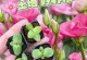 桔梗开花时间及特点（探寻桔梗花海的美妙之处）