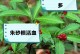 以朱砂根怎么不新叶子——探索植物生长的奥秘（朱砂根的生长过程及对新叶子的影响）