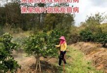 果树炭疽病的发病原因及治疗方法（果树炭疽病的防治措施和应对策略）