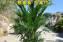 探索袖珍椰子的繁殖之道（从种子到新苗的奇妙旅程）