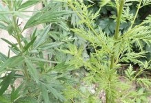 探秘艾蒿类植物的药用价值（揭开艾蒿类植物的神秘面纱，探寻其医学价值）
