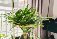 蟹爪兰的种植技巧与养护（打造健康美丽的蟹爪兰花园）