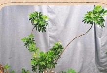 鹅掌柴叶子发黄落叶的原因及防治方法（探究鹅掌柴叶子发黄落叶的原因，并提供有效的防治方法）