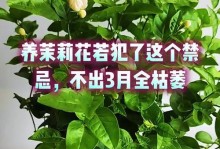 培养健康茉莉的技巧（掌握关键养殖方法，打造迷人茶香园）