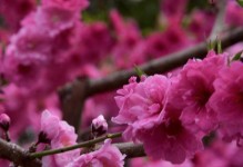 梅花叶子的形状和特点（探究梅花叶子的外观、结构和功能）